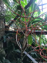 Image result for Chamaedorea oblongata