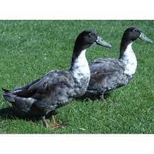 Muscovy ducklings peep just like any other duckling. Cackle Hatchery Blue Swedish Duck Straight Run Male And Female 707s Blain S Farm Fleet
