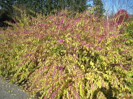 Image result for Callicarpa