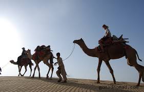 Humans have used camels as a means of transport for thousands of years. Photo Of The Week Rajasthan Camel Safari