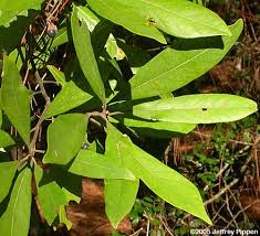 Image result for Lauraceae