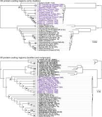 Image result for Isoetes schweinfurthii
