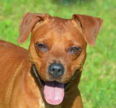 A copy of the official registration and financial information for boxer rescue angels of florida, inc. Boxer Puppy Rescue Florida The Y Guide
