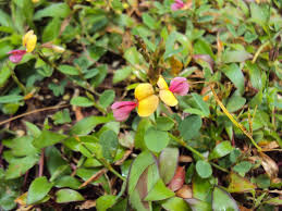 Image result for Alysicarpus