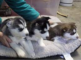 Free Siberian Husky Puppies Free Siberian Husky Puppies Siberian Husky Puppies Husky Puppy