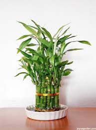 Check spelling or type a new query. Lucky Bamboo Care Tips A Houseplant That Grows In Water