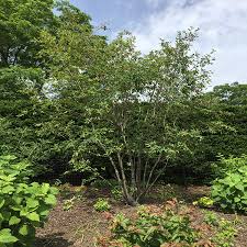 Image result for Amelanchier laevis