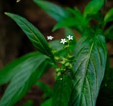 Image result for Pentas micrantha