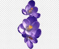 We did not find results for: Purple Crocus Flowers African Violets Birth Flower Drawing Violet Watercolor Painting Purple Png Pngegg
