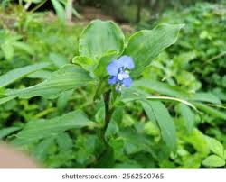 Image result for Commelina bracteosa