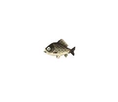 Carp - Animal Crossing Wiki - Nookipedia