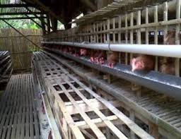 Untuk membuat kandang ayam bangkok yang baik, dibutuhkan lokasi ideal yang. Ukuran Ideal Kandang Ayam Petelur Modern Dan Cara Membuatnya Belajar Beternak