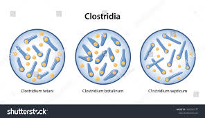 Image result for Clostridium