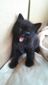 Kitten Black American Shorthair Cat Girlfriends Cat Had Kittens I Think This One Is Special Cutekittens Kittens Catsandkittens Kittens Cutest Kittens Kittens Cutest Cute Cats Cute Animals