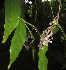 Image result for Tarenna pavettoides