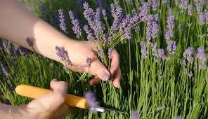 Image result for lavender cuttings