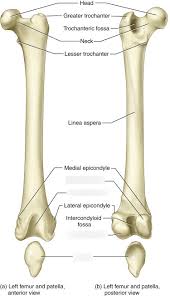 Image result for Patella aspera