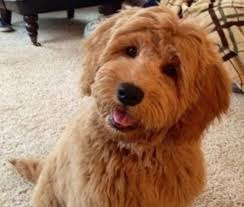 The dad is a standard poodle with all health and genetic certifications. Whoops I Couldn T Find That Listing Sorry Petite Goldendoodle Goldendoodle Puppy Toy Goldendoodle
