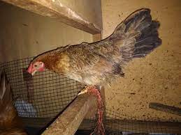 Pembersihan kandang dari kotoran baiknya dilakukan. File Ayam Kate Betina Jpg Wikimedia Commons