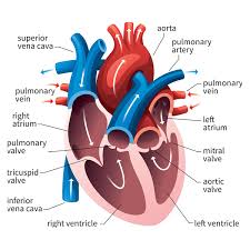 Play Circulatory System And Other Awesome Quizzes With Your Class Https Quizizz Com Admin Quiz 5a15c79d4cf Human Heart Diagram Heart Diagram Heart Anatomy
