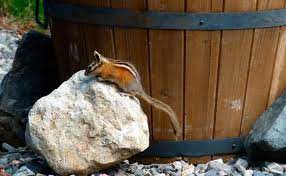 We sell professional do it yourself pest control (diy), exterminator and extermination insecticide, pesticide, chemical and bug killer treatment products to spray, eliminate and exterminate. How To Get Rid Of Chipmunks The Best Traps And Repellents Review 2021