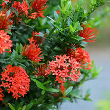 Image result for Ixora nana