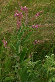 Image result for Pseudarthria