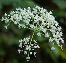 Image result for Pimpinella ledermannii