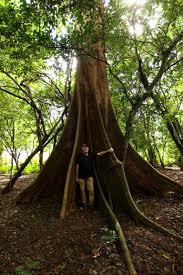 Image result for Sterculia appendiculata