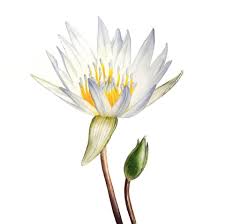 40 Minutos Em 60 Segundos Grandiflora Aquarela Botanica Aquarela, pintado o sete, pintado o 7, festa aquarela, lembrancinha aquarela do bloquinho. 40 minutos em 60 segundos