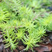 Informazioni, foto e nomi di piante grasse, o anche definite succulente, e rare: Piante Grasse Pendenti Piante Grasse Coltivare Piante Grasse Pendenti