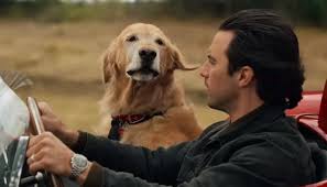 Tonight S Film Theartofracingintherain A Young Race Car Driver Buys A Golden Retriever Puppy Soon The Two Of Them Form An The Rain Movie Dog Movies Movies