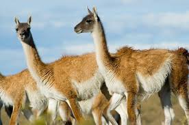  there are two types of camels: Pashudhan And Animal Science Twining In Camel Facts