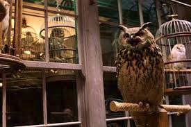 Owls are birds of prey. Eeylops Owl Emporium Harry Potter Owl Harry Potter Harry Potter Aesthetic