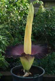 Image result for Amorphophallus abyssinicus