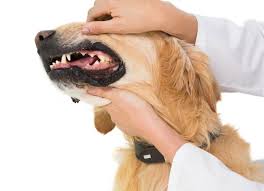 Your Dogs Gums Problems To Watch For