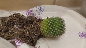 Sometimes we use a little sulfur on if the end feels mushy/rotted (rarely will this happen in shipping) , you will need to cut the rotted section off. How To Save A Rotting Cactus Youtube
