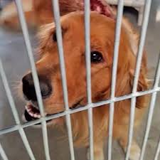 Dog rescue shelter mladenovac, serbia. Gruesome Burn Attack On Golden Retriever And Four Other Burned Dogs Prompts Investigation The Washington Post