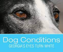 Cloudy Eyes In Dogs Georgia S Eyes Turn White