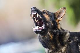 Görünümler 22 mn3 aylar önce. Ini Alasan Perlu Suntik Vaksin Rabies Setelah Tergigit Anjing