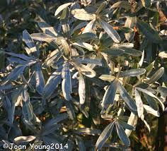 Image result for Terminalia sericea