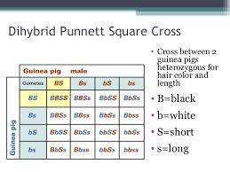 Choose from 113 different sets of flashcards about dihybrid square on quizlet. Punnett Squares Day 2 Im