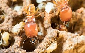 A termite infestation requires quick action by an experienced pest control team to minimize additional damage. Accurate Termite And Pest Control Blog Pest Pressures In Austin Tx