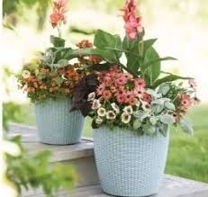 Check spelling or type a new query. Pot For Fiddle Leaf Fig 10 Planters Perfect For Ficus Lyrata