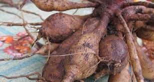 We did not find results for: Digging And Storing Dahlia Tubers My Garden Life