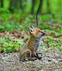 is there anyone up there by peter kefali fox kit taken at the great swamp new jersey baby animals cute animals animals beautiful