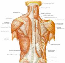 Pin by geo bryant on massage | muscle anatomy, lower back. Foam Rolling And Self Massage For Climbers Eeebahtoehey