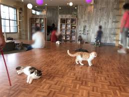 Рекламные программы всё о google google.com. æ¹˜å—çŒ«ã‚«ãƒ•ã‚§ ã†ã•ãŽã¨ãƒãƒªãƒã‚ºãƒŸã«ã‚‚è§¦ã‚Œåˆãˆã‚‹ çŒ«ã‚«ãƒ•ã‚§ ç©ºé™¸å®¶ ã«è¡Œã£ã¦ããŸ ãã‚‰ã™æ¹˜å—