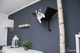, klettermöglichkeiten für katzen selber bauen, catwalk selber bauen, klettermöglichkeiten katzen, katzenhängematte selber bauen, hängematte für katzen selber bauen, catwalk basteln, basteln mit teppichresten, hängematte katze selber bauen, katzenhängematte bauen. Catwalk Kletterwand Fur Katzen Diy