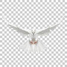 Dove Bird Png Image With Transparent Background Studio Background Images Png Images Light Background Images
